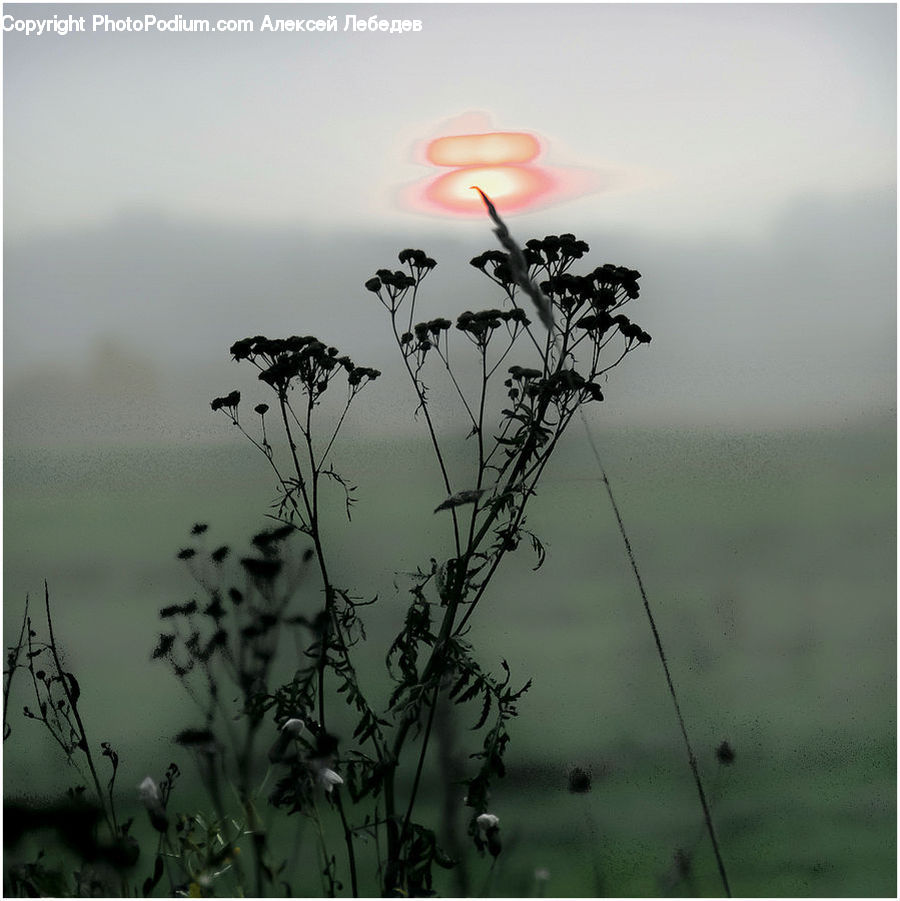 Plant, Field, Grass, Grassland, Blossom, Flora, Flower