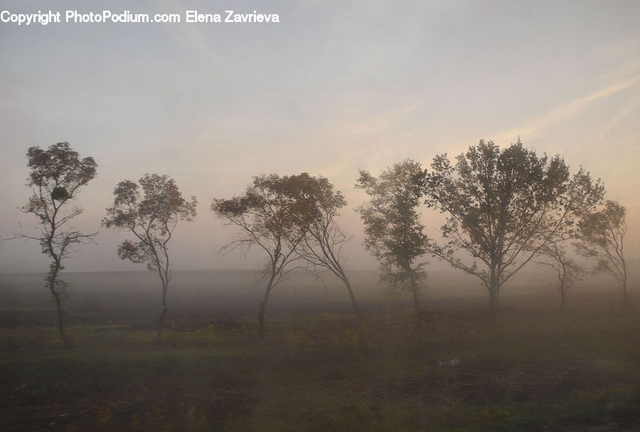 Fog, Plant, Tree, Mist, Outdoors, Oak, Wood