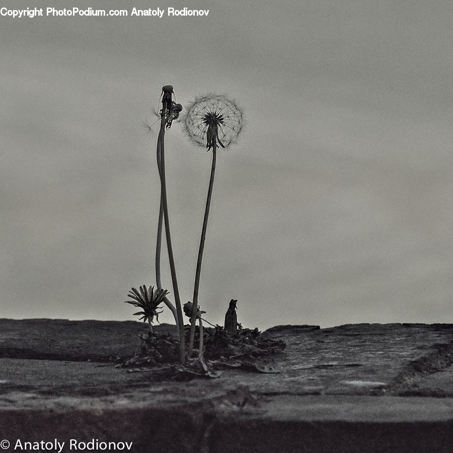 Dandelion, Flower, Plant, Soil, Beach, Coast, Outdoors