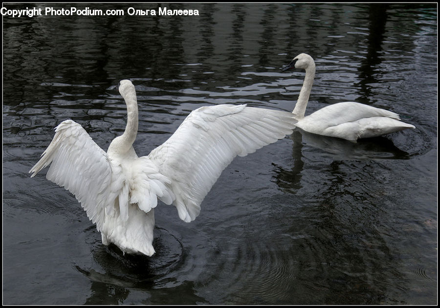 Bird, Swan, Waterfowl, Goose, Water, Outdoors, Ripple