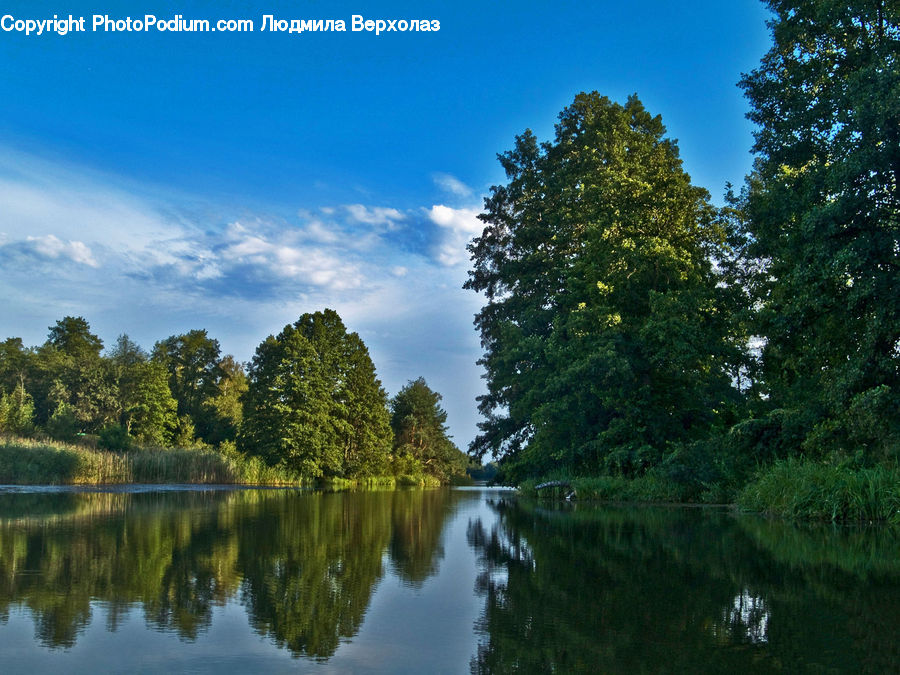 Conifer, Fir, Plant, Tree, Outdoors, Pond, Water