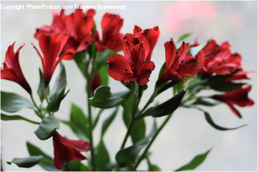 Flora, Flower, Gladiolus, Plant, Blossom, Geranium, Carnation