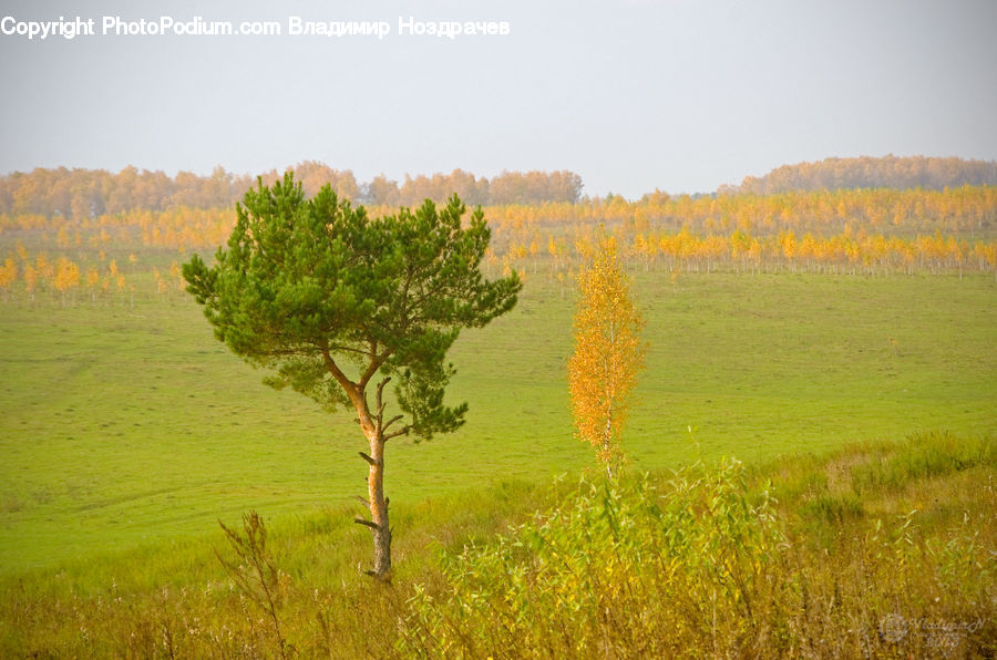 Plant, Tree, Field, Grass, Grassland, Land, Outdoors