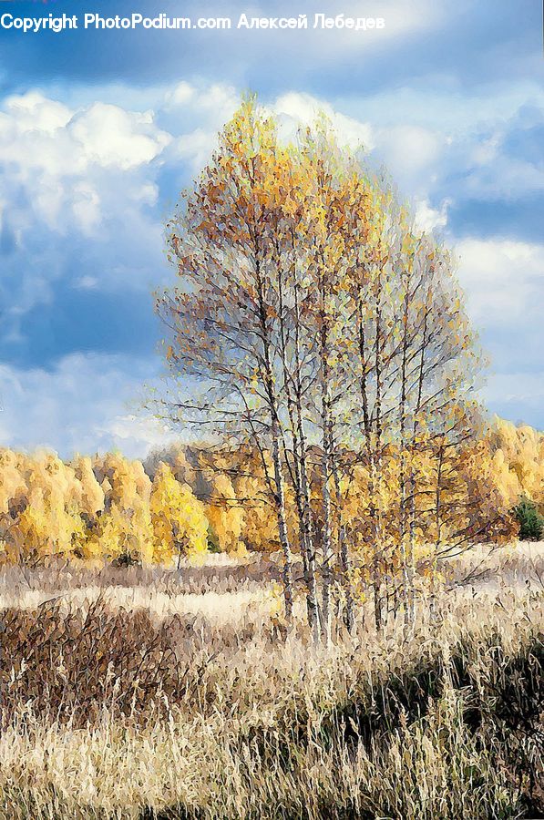 Field, Grass, Grassland, Plant, Land, Outdoors, Tree