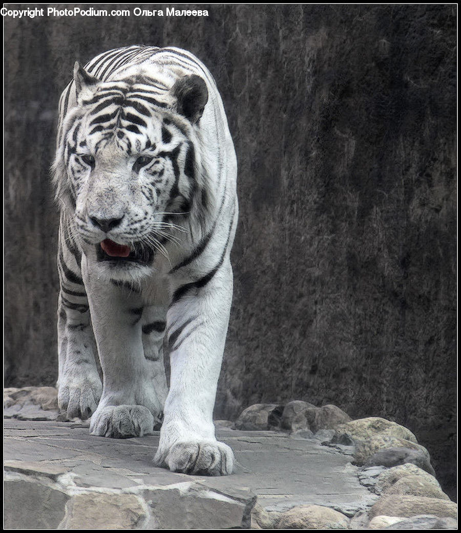 Animal, Mammal, Tiger, Head, Portrait