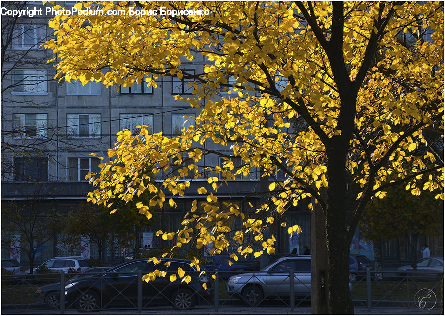 Automobile, Car, Vehicle, Plant, Tree, Campus, Conifer