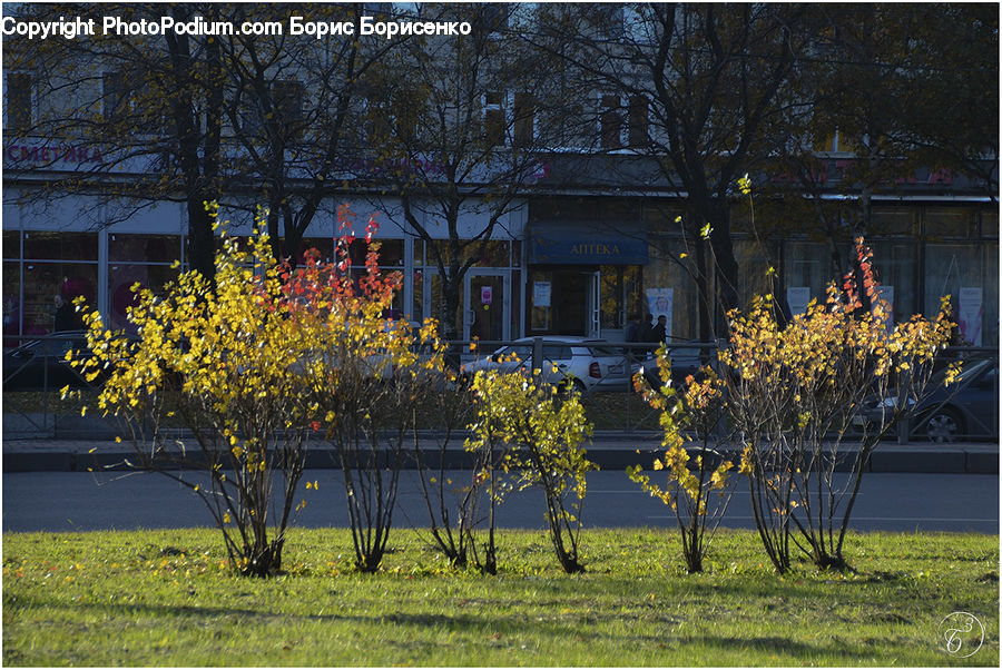 Plant, Potted Plant, Building, Cottage, Housing, Tree, Birch