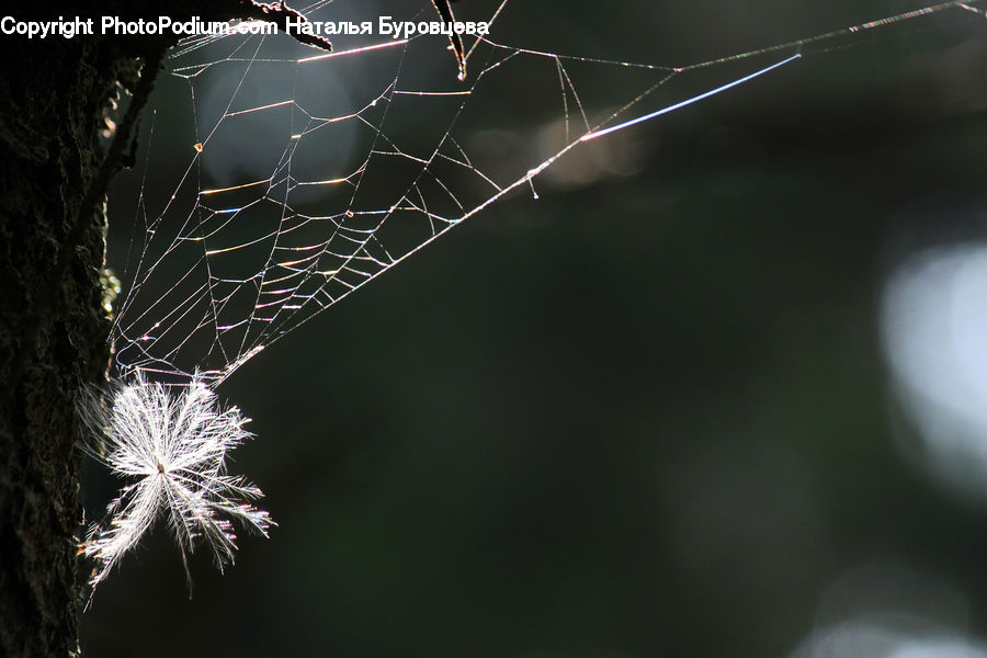 Arachnid, Garden Spider, Insect, Invertebrate, Spider, Field, Grass
