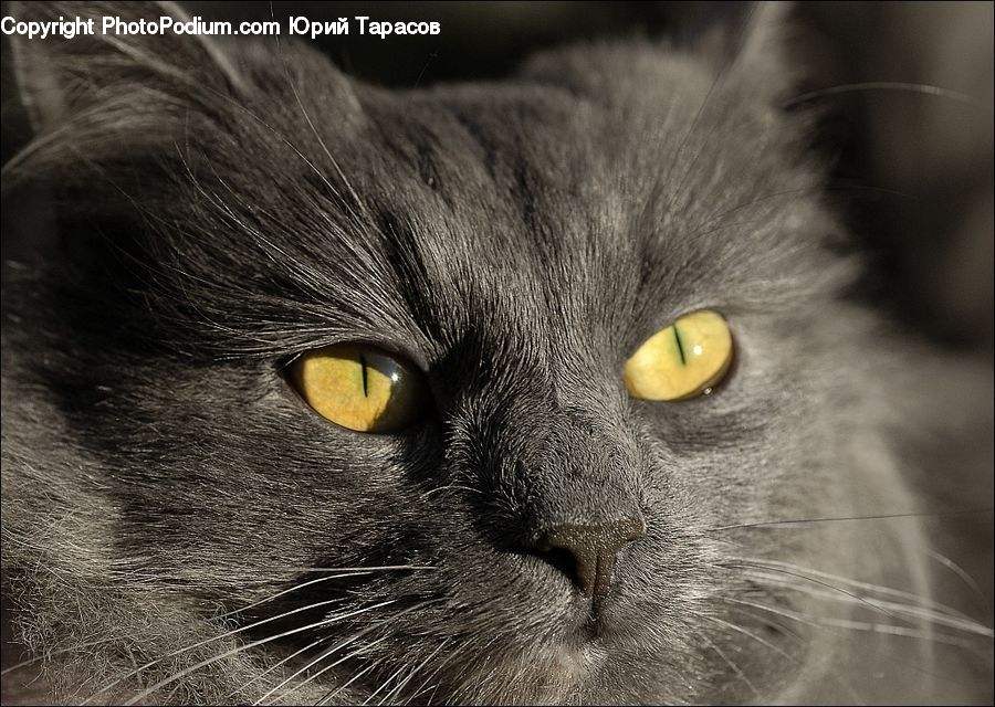Animal, Cat, Mammal, Manx, Pet