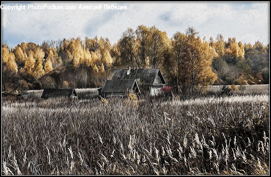 Grass, Plant, Reed, Field, Grassland, Vegetation, Landscape