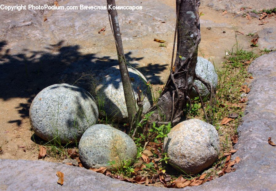 Rock, Ground, Soil, Outdoors, Blossom, Flora, Flower