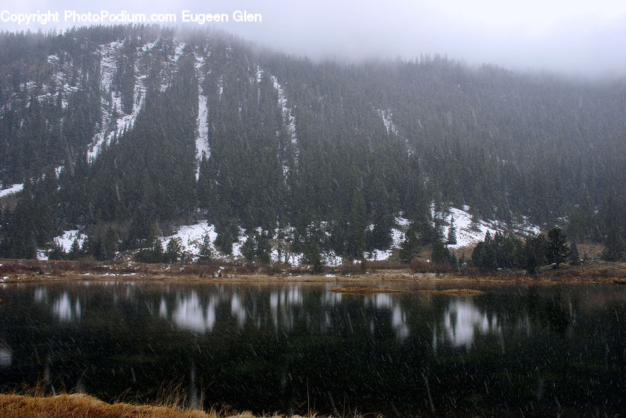 Conifer, Fir, Pine, Spruce, Wood, Landscape, Nature