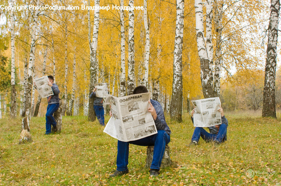 People, Person, Human, Apiary, Birch, Tree, Wood