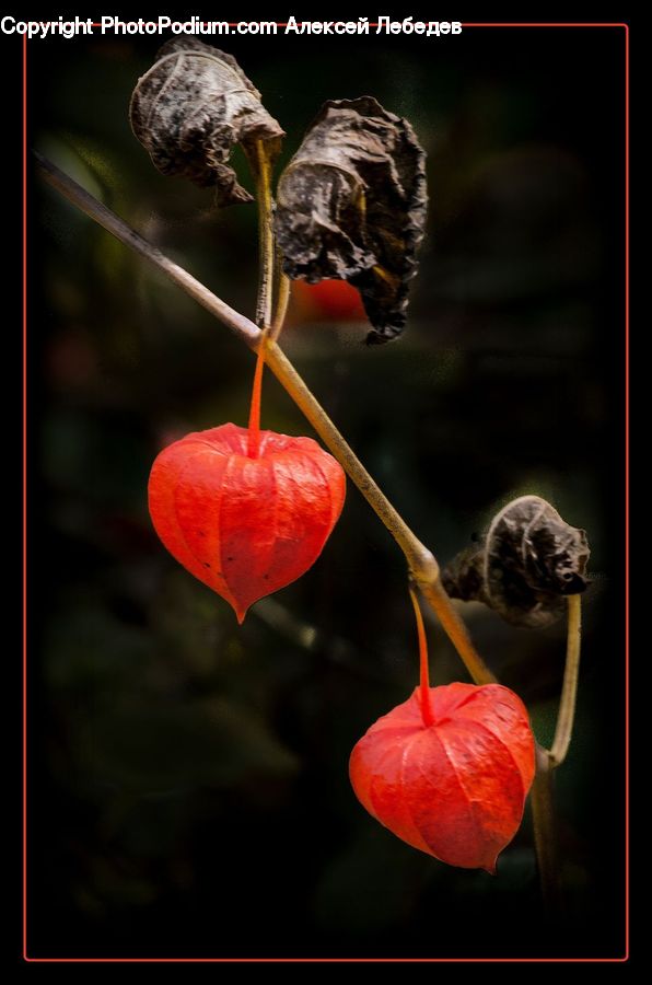 Cherry, Fruit, Blossom, Flora, Flower, Geranium, Plant