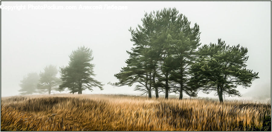 Grain, Grass, Plant, Wheat, Conifer, Fir, Tree