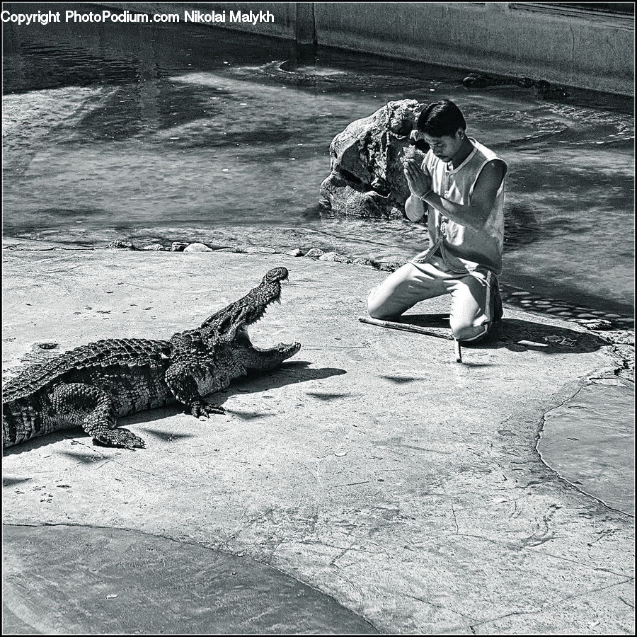 People, Person, Human, Alligator, Crocodile, Reptile, Animal