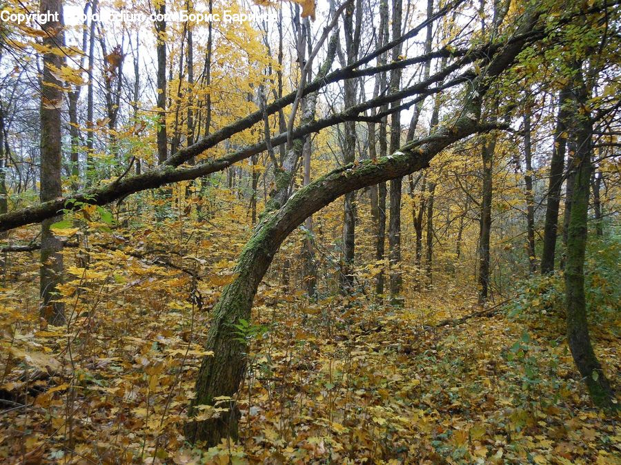 Forest, Vegetation, Grove, Land, Birch, Tree, Wood