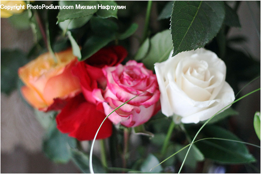Blossom, Flower, Plant, Rose, Flower Arrangement, Flower Bouquet, Carnation
