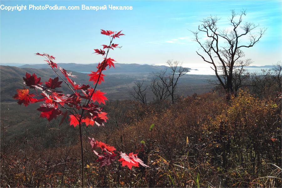 Maple, Tree, Wood, Plant, Vegetation, Maple Leaf, Bush