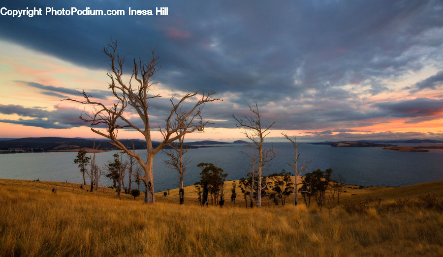 Field, Grass, Grassland, Land, Outdoors, Dawn, Dusk