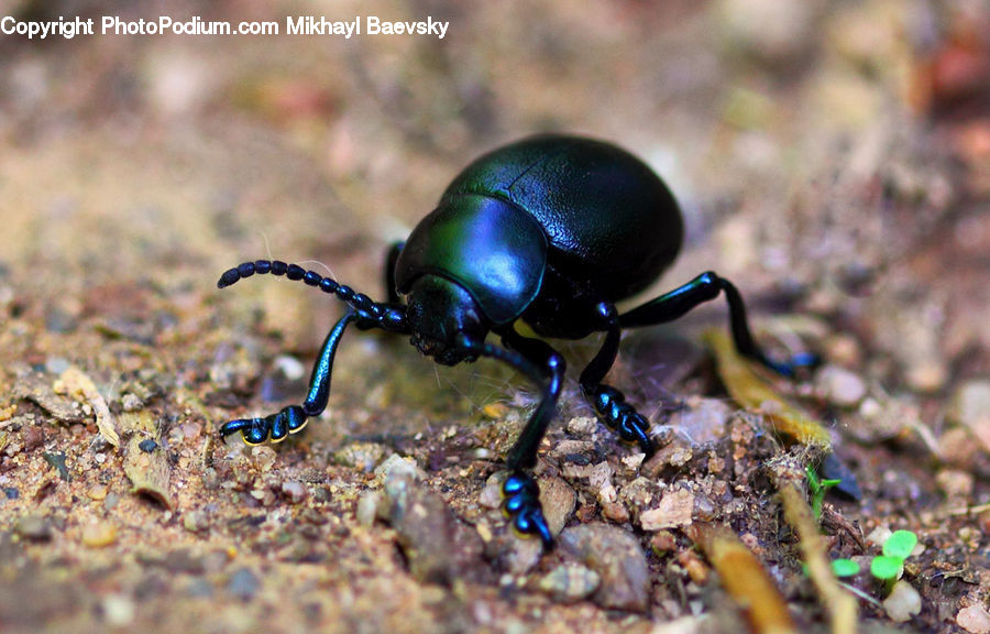 Dung Beetle, Insect, Invertebrate, Ant, Arachnid, Scorpion, Soil