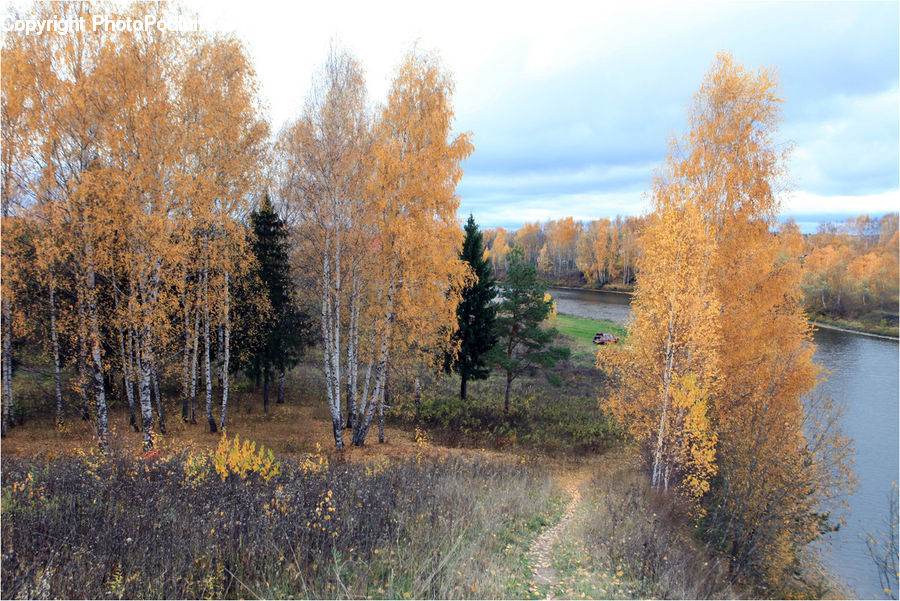 Birch, Tree, Wood, Conifer, Fir, Plant, Field