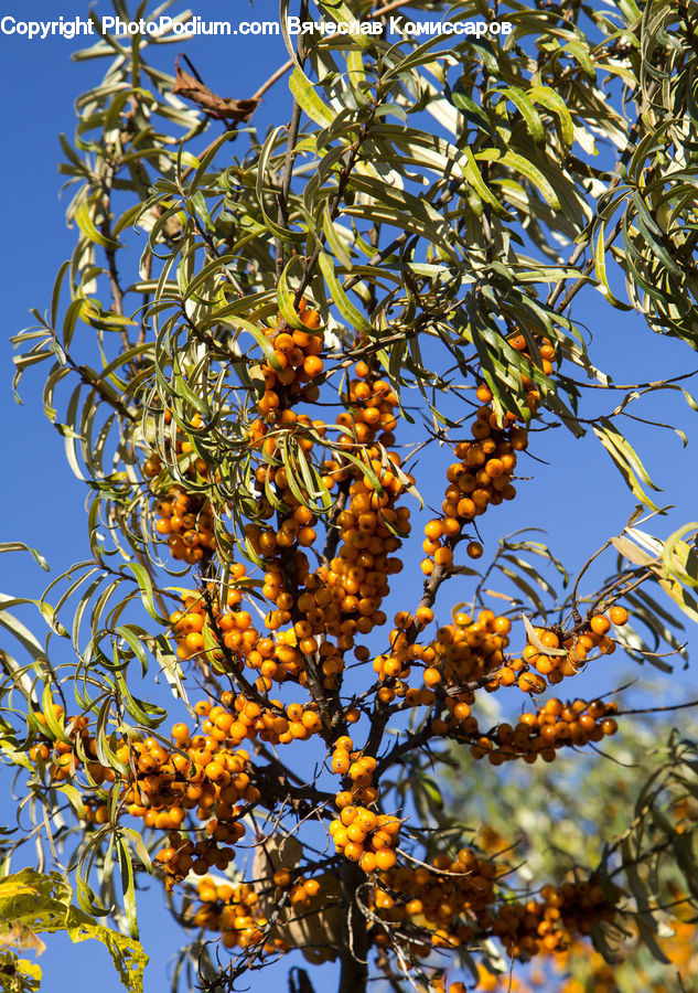 Conifer, Fir, Plant, Tree, Blossom, Flora, Flower