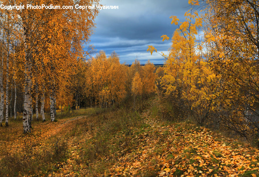 Birch, Tree, Wood, Conifer, Fir, Plant, Field