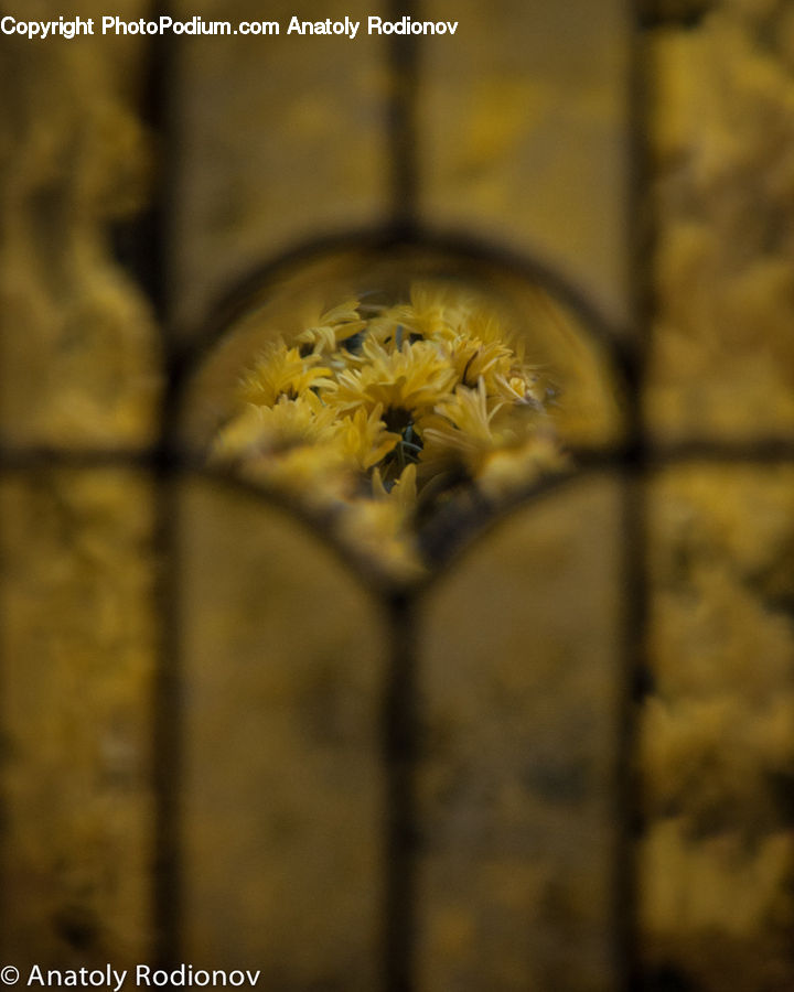 Blossom, Flora, Flower, Plant, Arachnid, Garden Spider, Insect