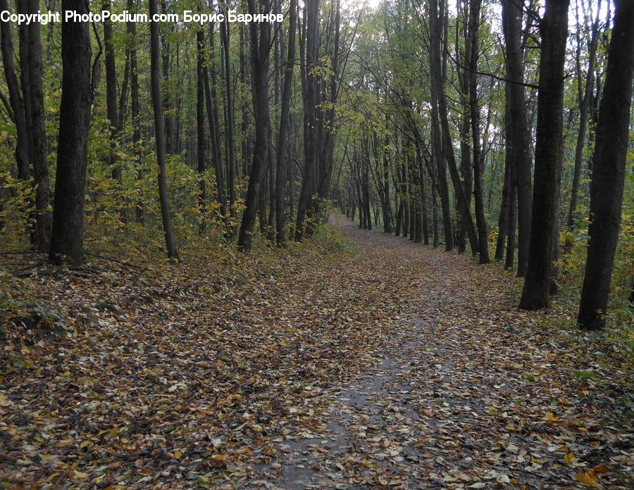 Forest, Vegetation, Grove, Land, Path, Road, Walkway