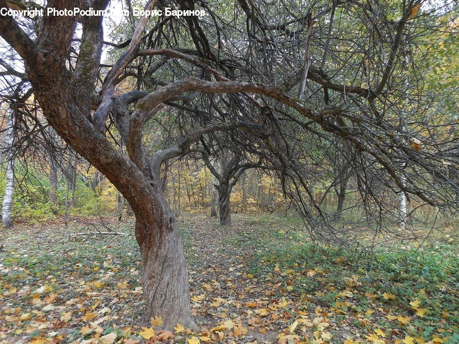 Oak, Tree, Wood, Forest, Vegetation, Plant, Conifer