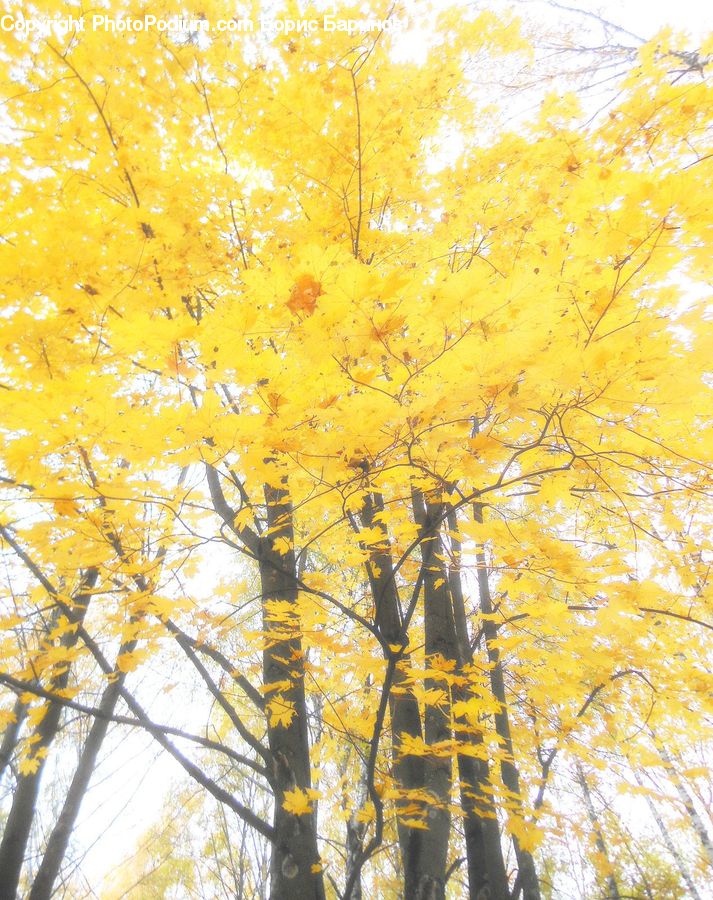 Birch, Tree, Wood, Plant, Forest, Vegetation, Blossom