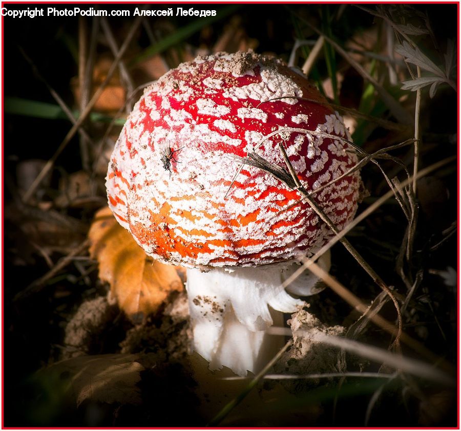 Agaric, Amanita, Fungus, Mushroom, Plant