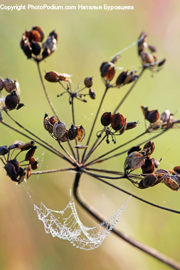 Arachnid, Garden Spider, Insect, Invertebrate, Spider, Bird, Swallow