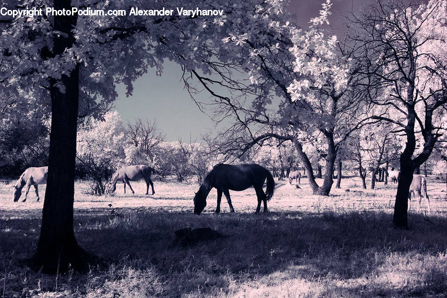 Animal, Horse, Mammal, Plant, Tree, Oak, Wood