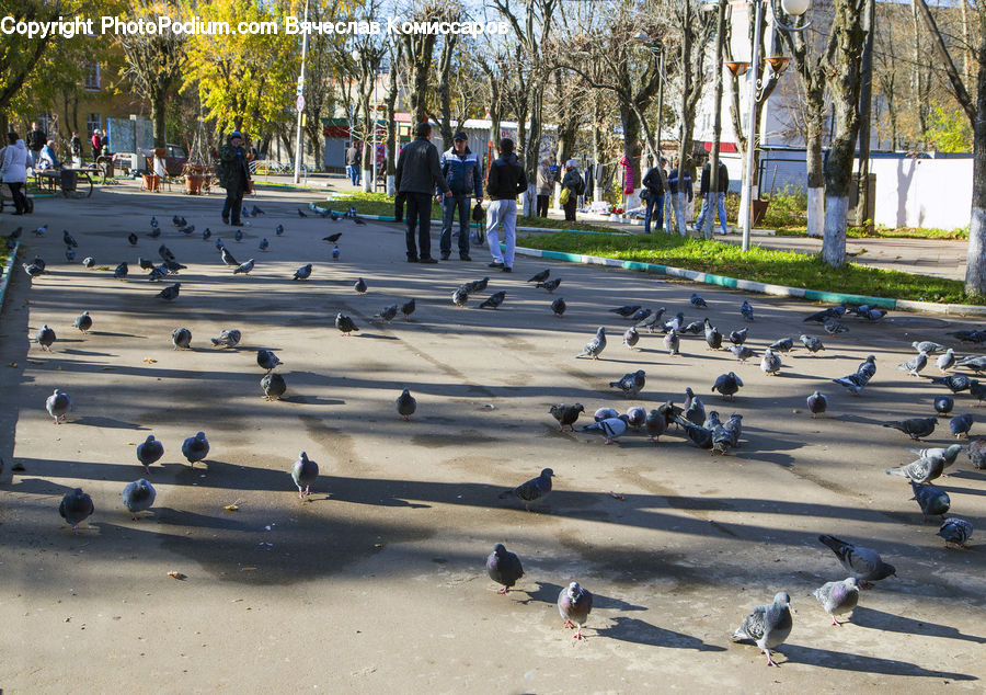 Bird, Pigeon, Dove, Architecture, Downtown, Plaza, Town Square