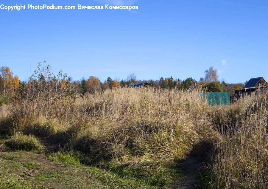 Field, Grass, Grassland, Plant, Land, Outdoors, Cabin