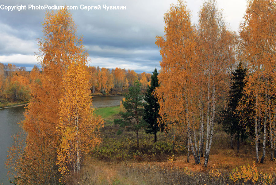 Conifer, Fir, Plant, Tree, Larch, Wood, Birch