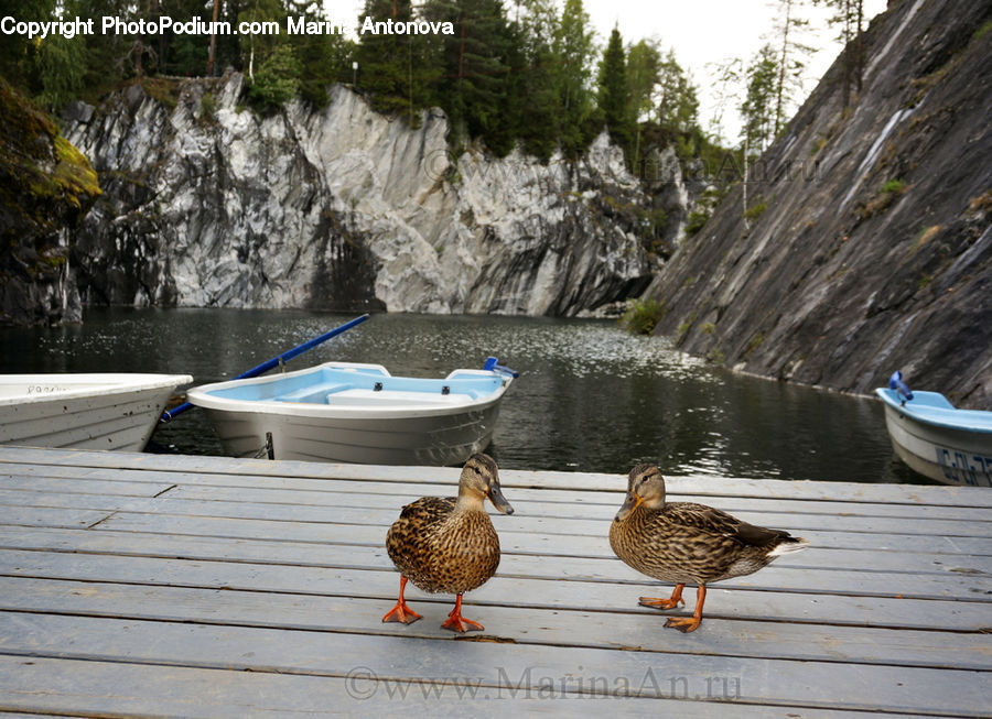 Bird, Duck, Teal, Waterfowl, Boat, Dinghy, Dock
