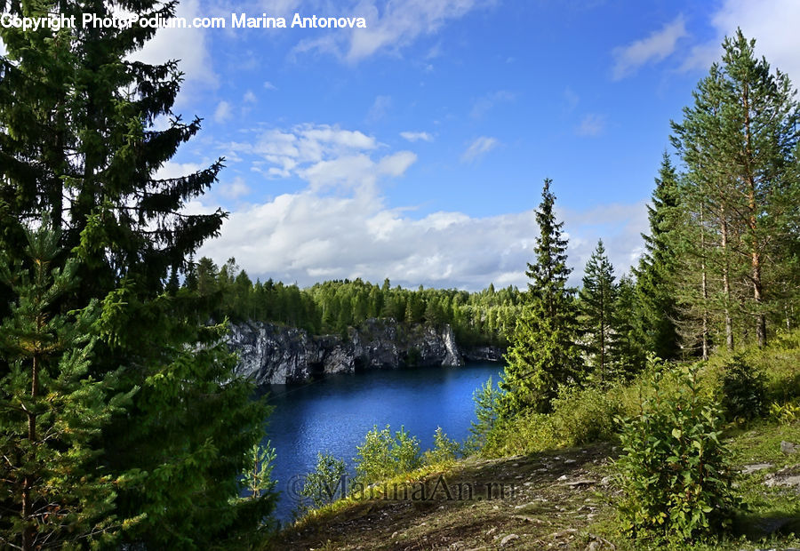 Conifer, Fir, Plant, Tree, Pine, Spruce, Wood