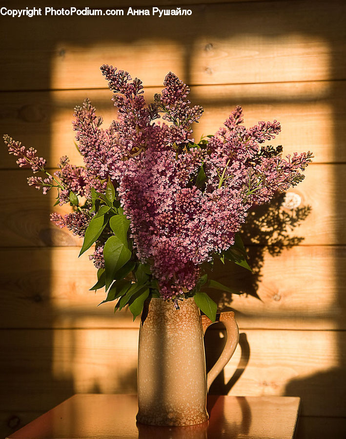 Blossom, Flower, Lilac, Plant, Potted Plant, Floral Design, Flower Arrangement