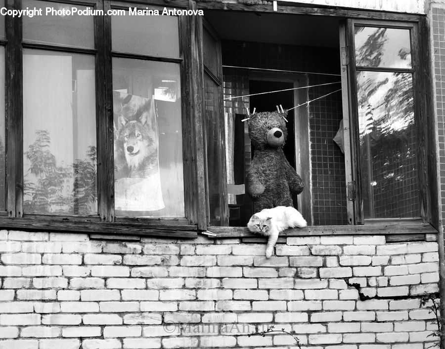 Brick, Animal, Cat, Kitten, Mammal, Pet, Cobblestone