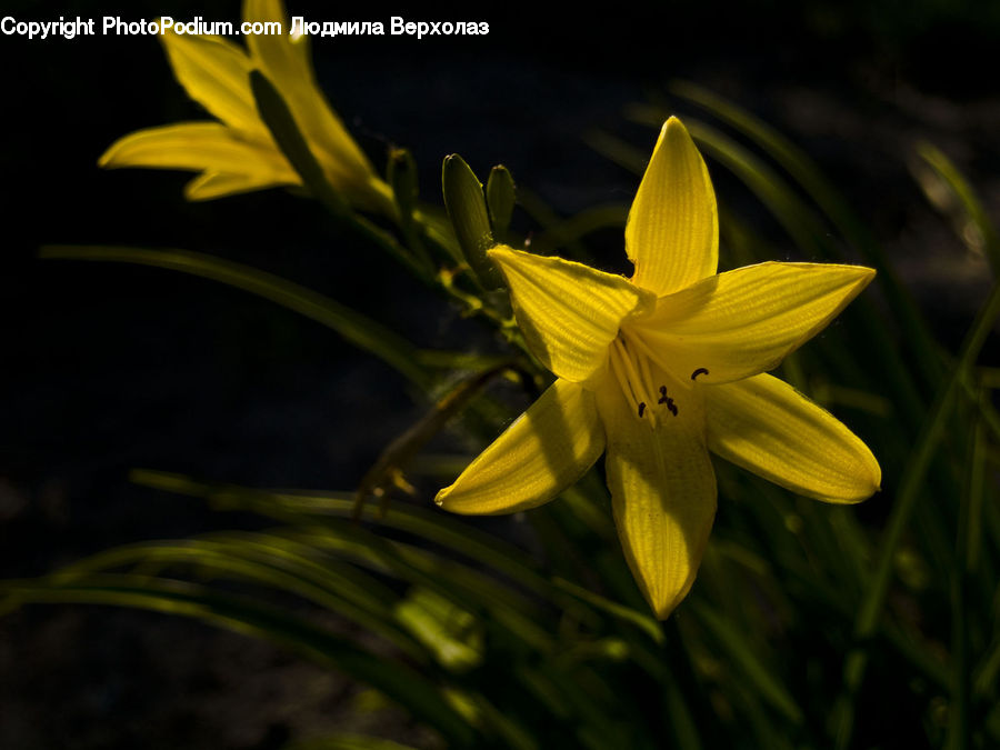 Blossom, Daffodil, Flora, Flower, Plant, Lily, Treasure Flower