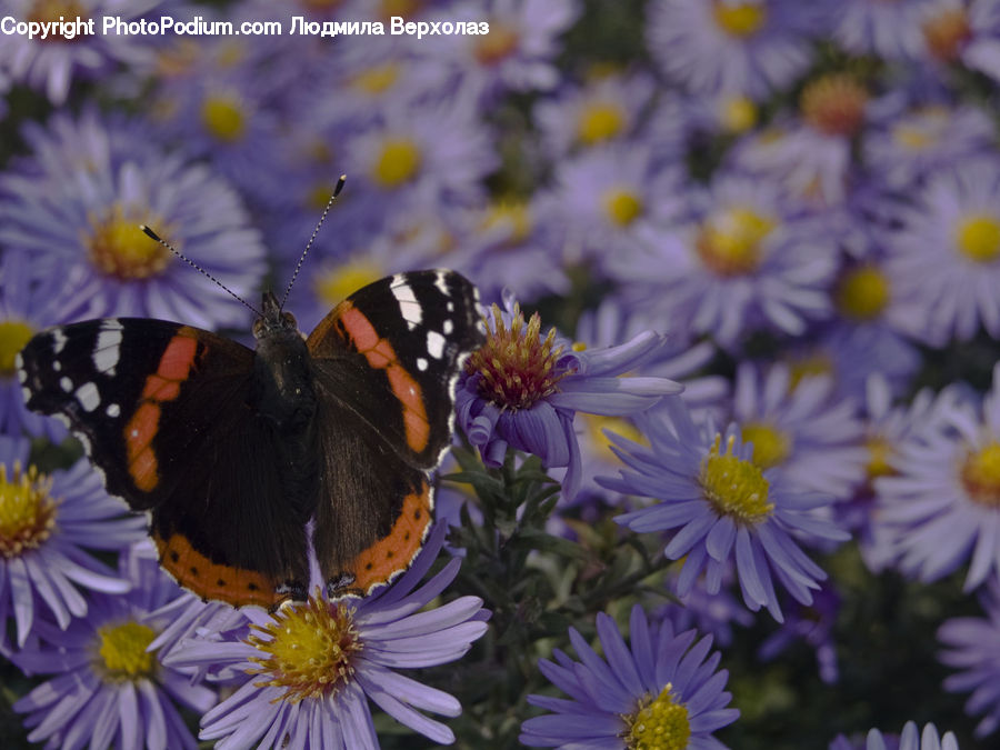 Butterfly, Insect, Invertebrate, Aster, Blossom, Flower, Plant