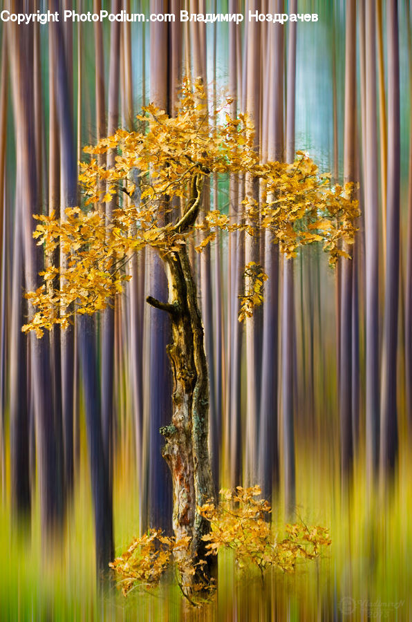 Plant, Maple, Tree, Wood, Birch, Bamboo, Dining Room