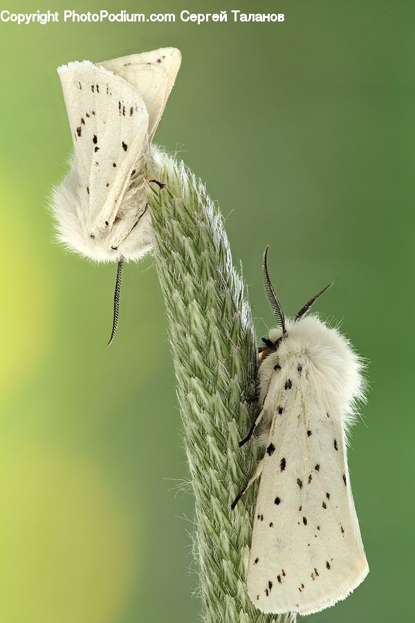 Butterfly, Insect, Invertebrate, Moth, Blossom, Flora, Flower