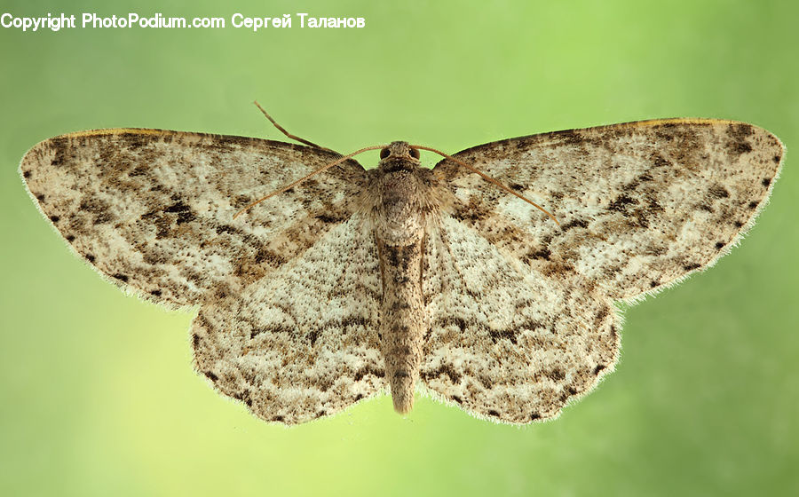 Butterfly, Insect, Invertebrate, Moth