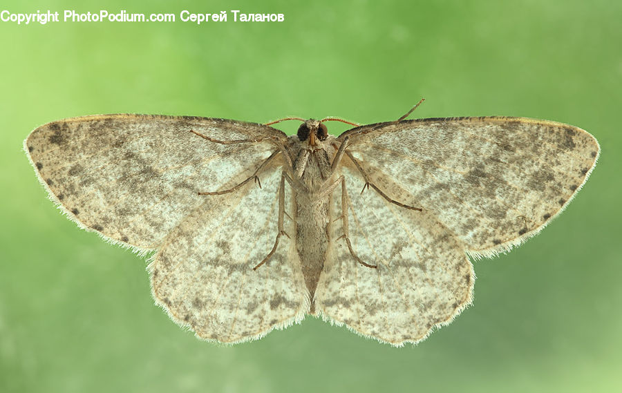 Butterfly, Insect, Invertebrate, Moth