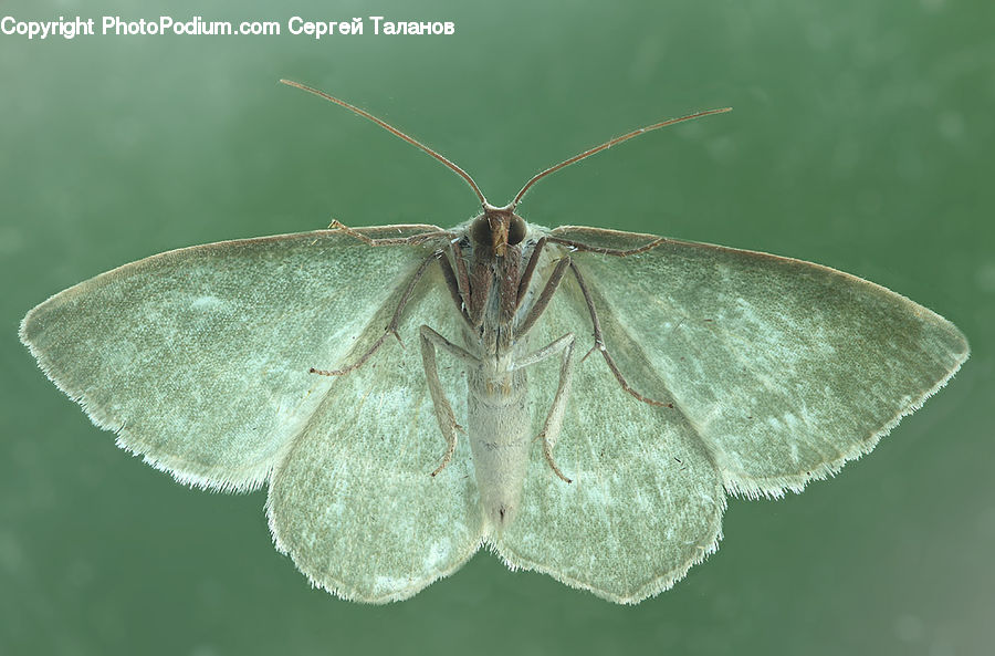 Butterfly, Insect, Invertebrate, Moth