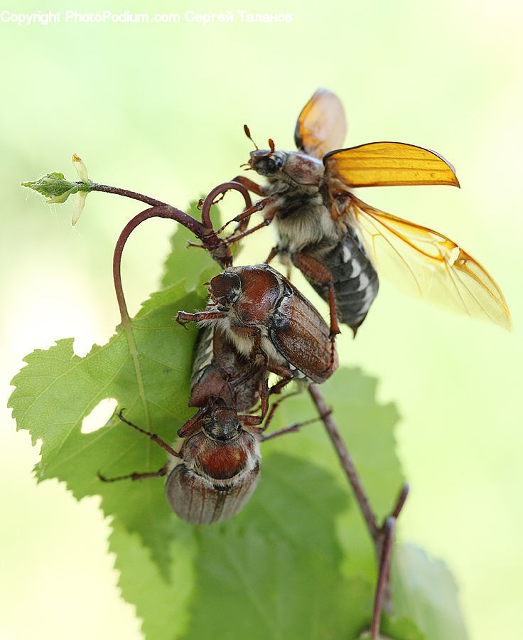 Bee, Insect, Invertebrate, Apidae, Bumblebee, Asilidae, Hornet